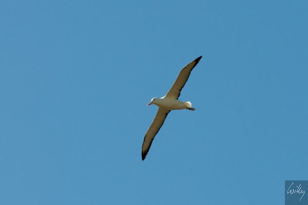 New Zealand 09 10  187